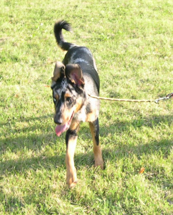 Beauceron Arlequin