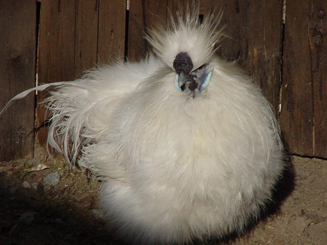 poule_10.jpg