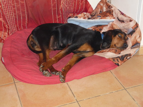 Djanka croisée Bruno du Jura environ 6 ans