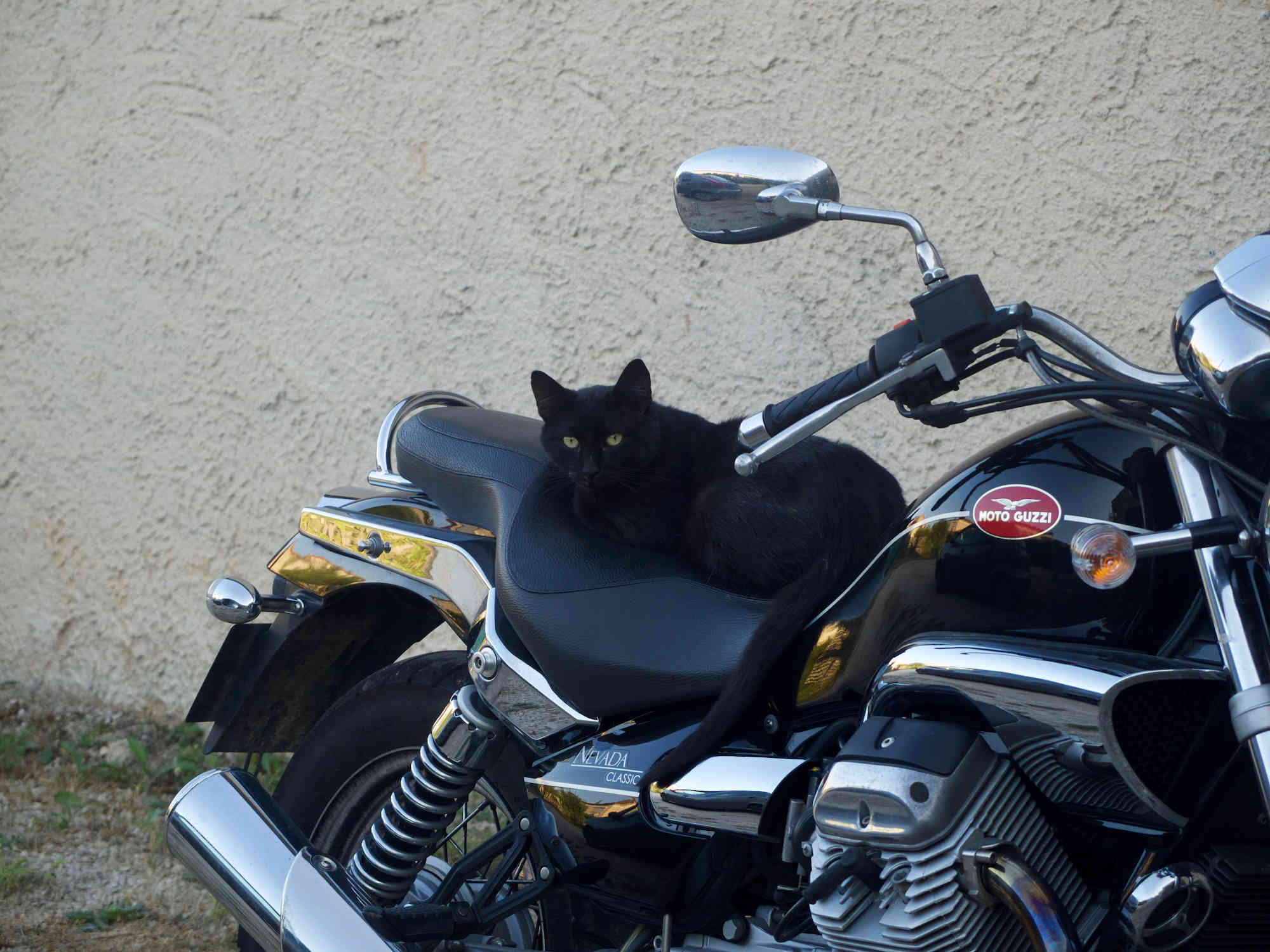 Le Chat Copy Cat squatte la moto !