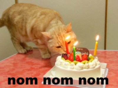 Image result for my birthday cat