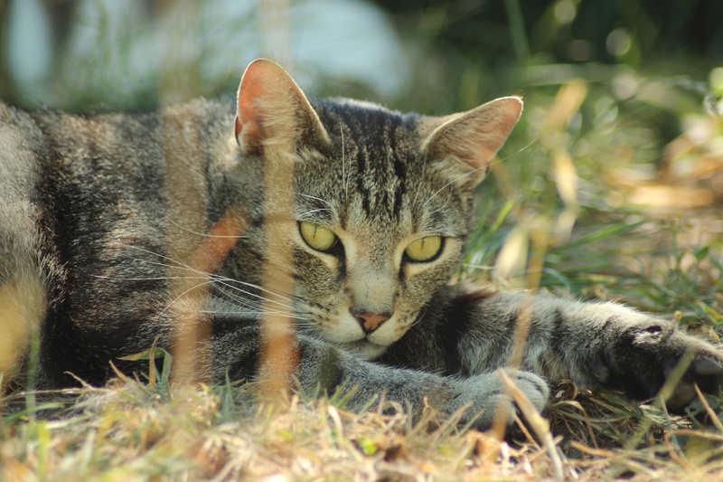 caramel chat rencontre