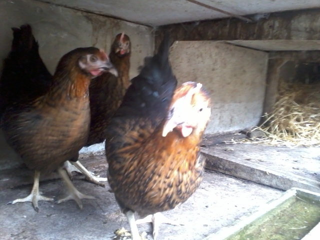forum agri-occitanie, poules pondeuses
