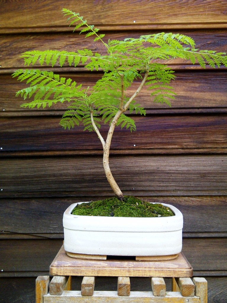 royal poinciana bonsai project