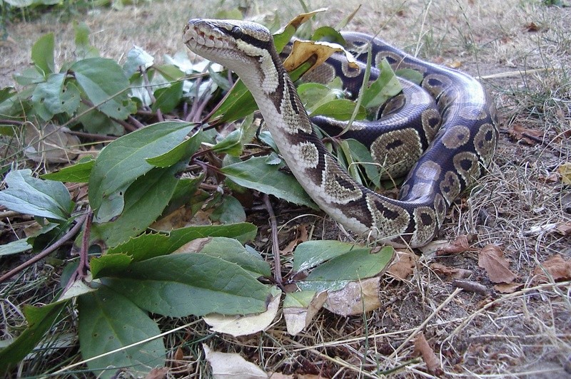 python21.jpg