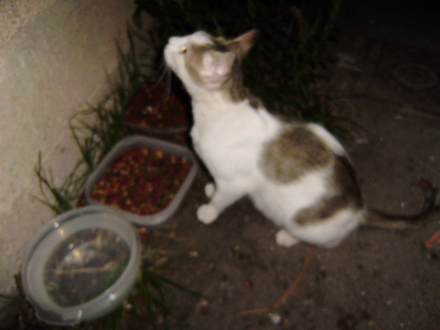 chica111.jpg