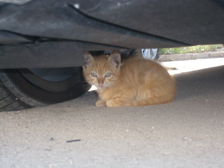 gatito10.jpg
