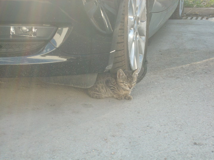 gatito12.jpg