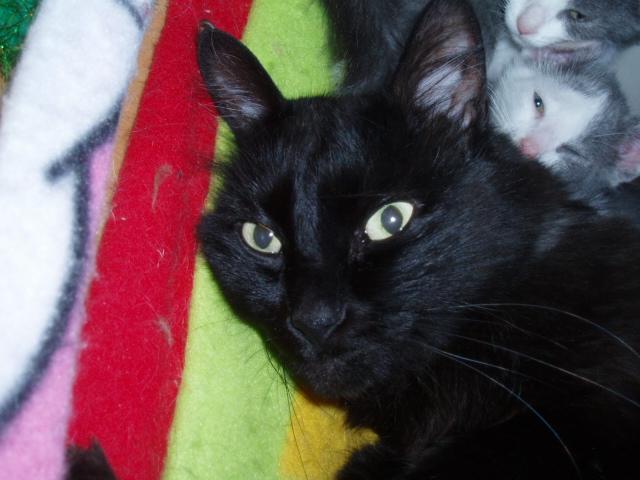 negra510.jpg