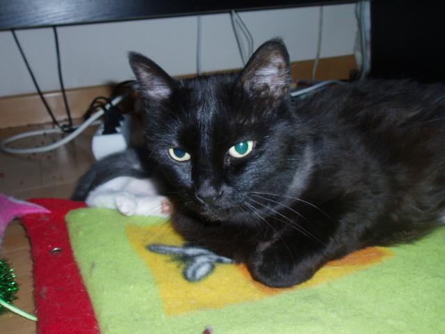 negra610.jpg