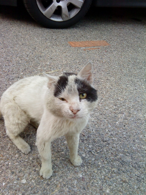 ulises11.jpg