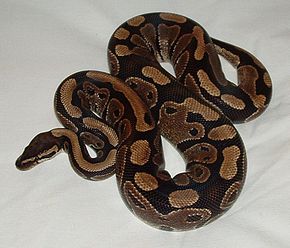 python10.jpg