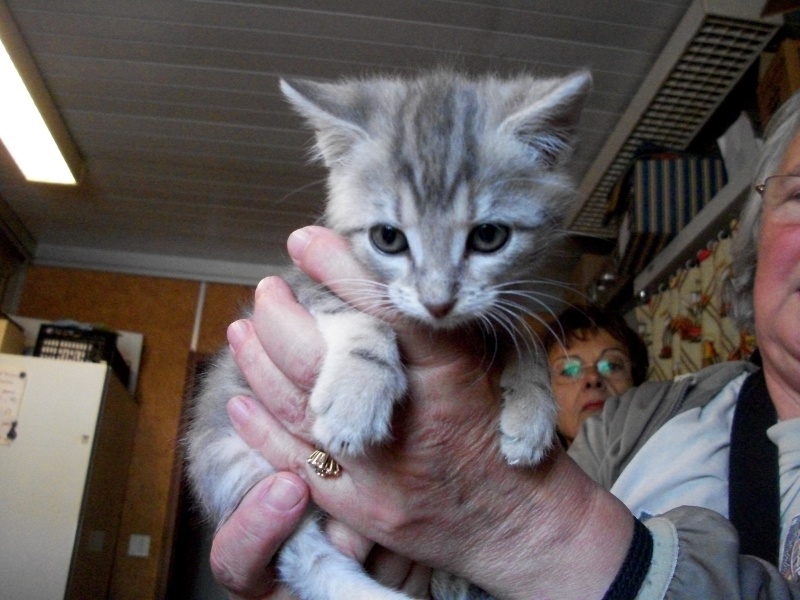 Donne Chat Blanc Et Gris