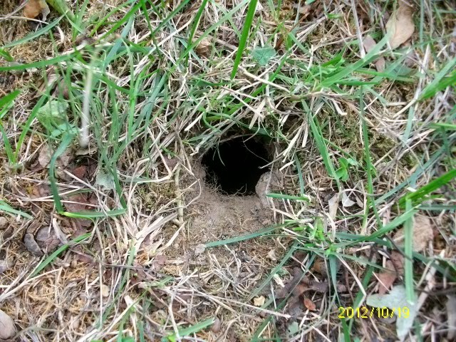 Quelle bête fait des trous dans mon jardin ?