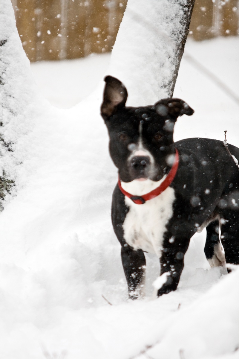 Motly(pitbull) Snow Pics