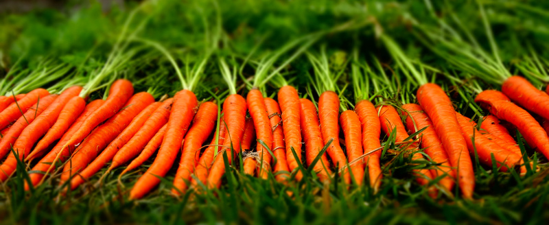 carrot12.jpg