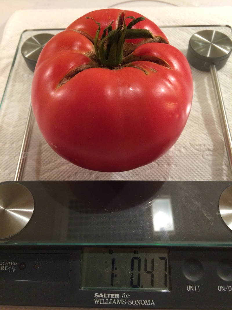 tomato21.jpg