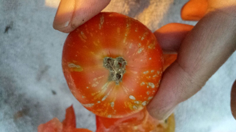 tomato14.jpg