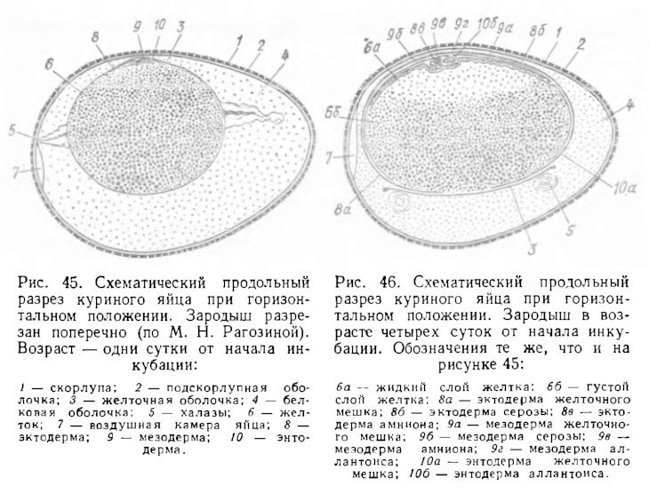 Практическая работа строение яйца развитие зародыша птицы