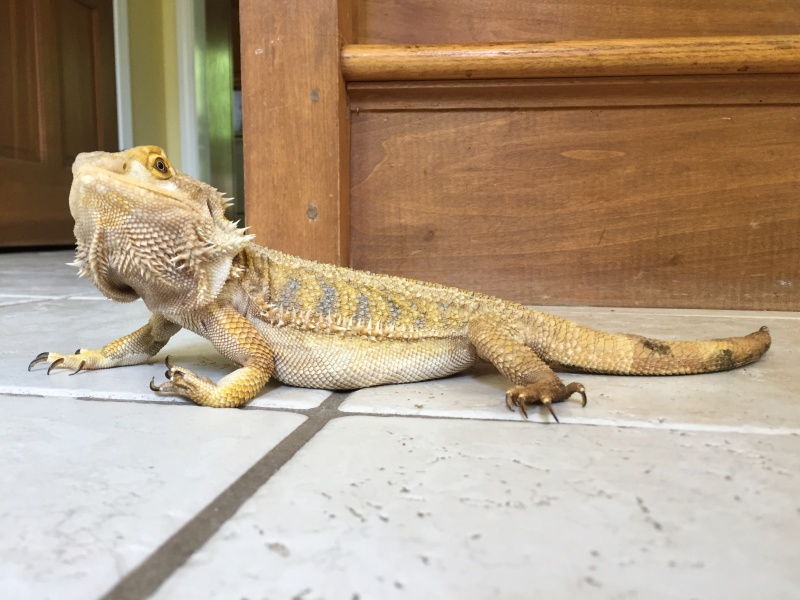 No fat pads? • Bearded Dragon . org